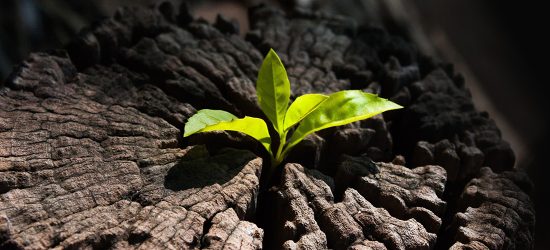 Carbonella ecologica