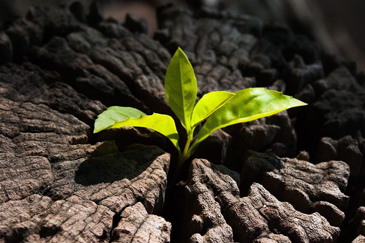 Carbonella ecologica