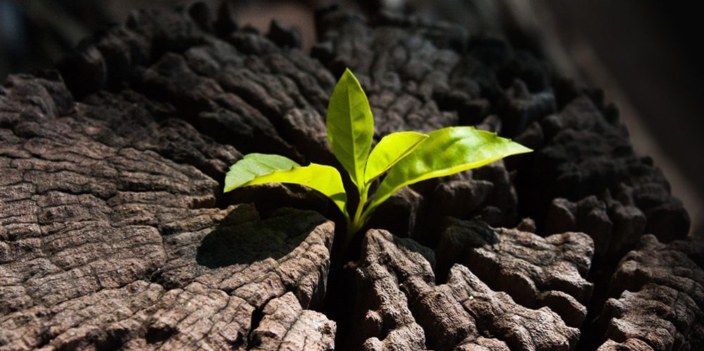 Carbonella ecologica